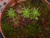 drosera-scorpioides-01