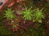 drosera-scorpioides-02