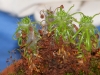 drosera-scorpioides-03