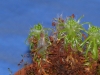 drosera-scorpioides-04