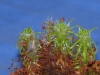 drosera-scorpioides-05