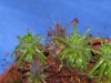 drosera-scorpioides-06