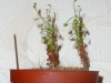 drosera-scorpioides-07