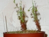 drosera-scorpioides-08