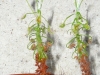 drosera-scorpioides-09