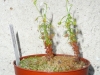 drosera-scorpioides-11