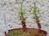 drosera-scorpioides-12