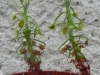 drosera-scorpioides-13