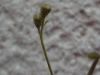 drosera-scorpioides-14