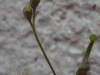 drosera-scorpioides-15