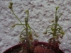 drosera-scorpioides-16