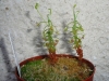 drosera-scorpioides-17