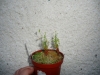 drosera-scorpioides-18