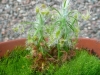 drosera-scorpioides-19