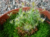 drosera-scorpioides-20