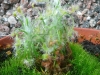 drosera-scorpioides-21