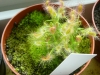 drosera-scorpioides-22
