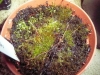 drosera-scorpioides-23