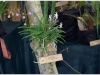 2017-05-13_15035-neofinetia-falcata
