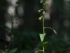 Epipactis albensis