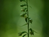 Epipactis albensis