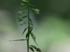 Epipactis albensis