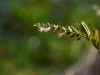 kanio-raistas-06