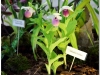 2017-05-13_14699-cypripedium-ulla-silkens