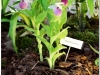 2017-05-13_14849-cypripedium-ulla-silkens