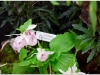 2017-05-13_14904-cypripedium-formosana