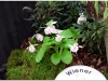 2017-05-13_14905-cypripedium-formosana