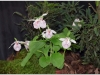 2017-05-13_14906-cypripedium-formosana