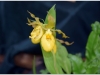 2017-05-13_15020-cypripedium-calceolus