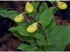 2017-05-13_15021-cypripedium-calceolus
