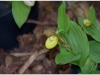 2017-05-13_15022-cypripedium-calceolus