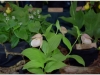 2017-05-13_15024-cypripedium-kentucky-maxi