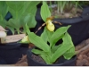 2017-05-13_15026-cypripedium-calceolus
