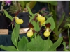 2017-05-13_15027-cypripedium-calceolus