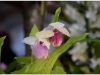 2017-05-13_15142-cypripedium-ulla-silkens
