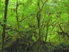 jav-vakarine-pakrante-02