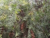 kalifornija-03-rausvasis-pipiras