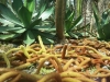 singapuro-botanikos-sodas-02