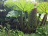 singapuro-botanikos-sodas-09-gunnera-manicata