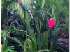 2017-05-13_14705-masdevalia-coccinea