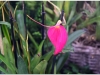 2017-05-13_14706-masdevalia-coccinea