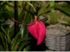 2017-05-13_15158-masdevalia-coccinea