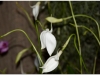 2017-05-13_15184-masdevalia-coccinea-alba