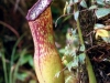 nepenthes-appendiculata