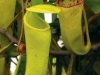 nepenthes-ceciliae