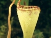 nepenthes-epiphytica